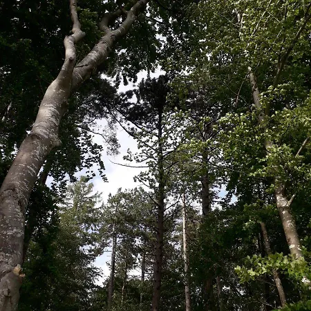 Pres Du De Madine Et Verdun Sites De Guerre Nyaraló